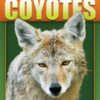 Adventurekeen Myths and Truths About Coyotes Borrego Outfitters