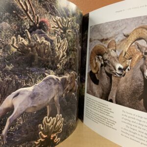 Sunbelt Publications Desert Big Horn Sheep Wilderness Icon Book Borrego Outfitters
