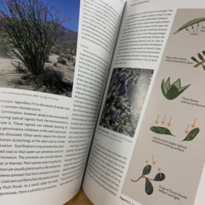 Sunbelt publications A Natural History of the Anza Borrego Region Book Borrego Outfitters