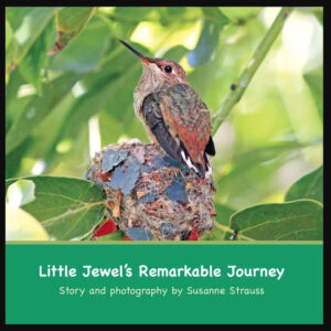 Little Jewel S Remarkable Journey.jpg
