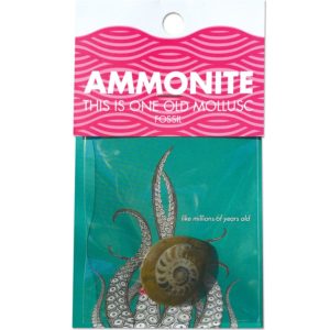 Copernicus Ammonite Borrego Outfitters