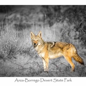 Garrett Wood Coyote With BlackWhite Background GC57011 Borrego Outfitters