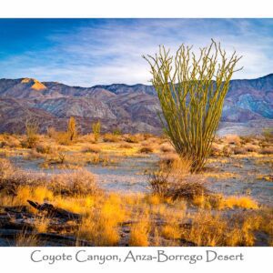 Garrett Wood Ocotillo, Mountains, Grasses GC57006 Borrego Outfitters