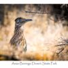 Garrett Wood Roadrunner Framed By Branch GC57008 Borrego Outfitters