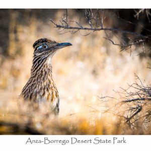 Garrett Wood Roadrunner Framed By Branch GC57008 Borrego Outfitters