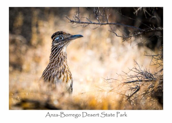 Garrett Wood Roadrunner Framed By Branch GC57008 Borrego Outfitters